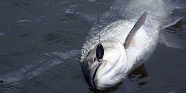 Ловля рыбы в дельте на нижней Волге: советы и рекомендации
